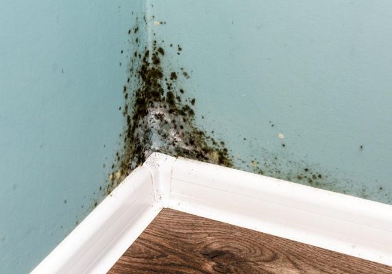 Mold damage on your walls for NAV Restoration